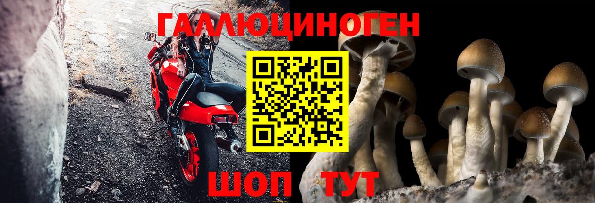 Морозовск  Псилоцибиновые грибы мицелий  Вход с VPN  Галлюциногенные грибы Psilocybe 